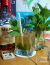 Mint Julep
